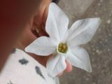 mostenire
